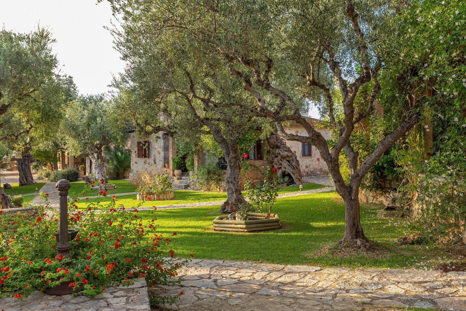 Old olive trees on the lawn between the stone houses, with flowers by a stone path