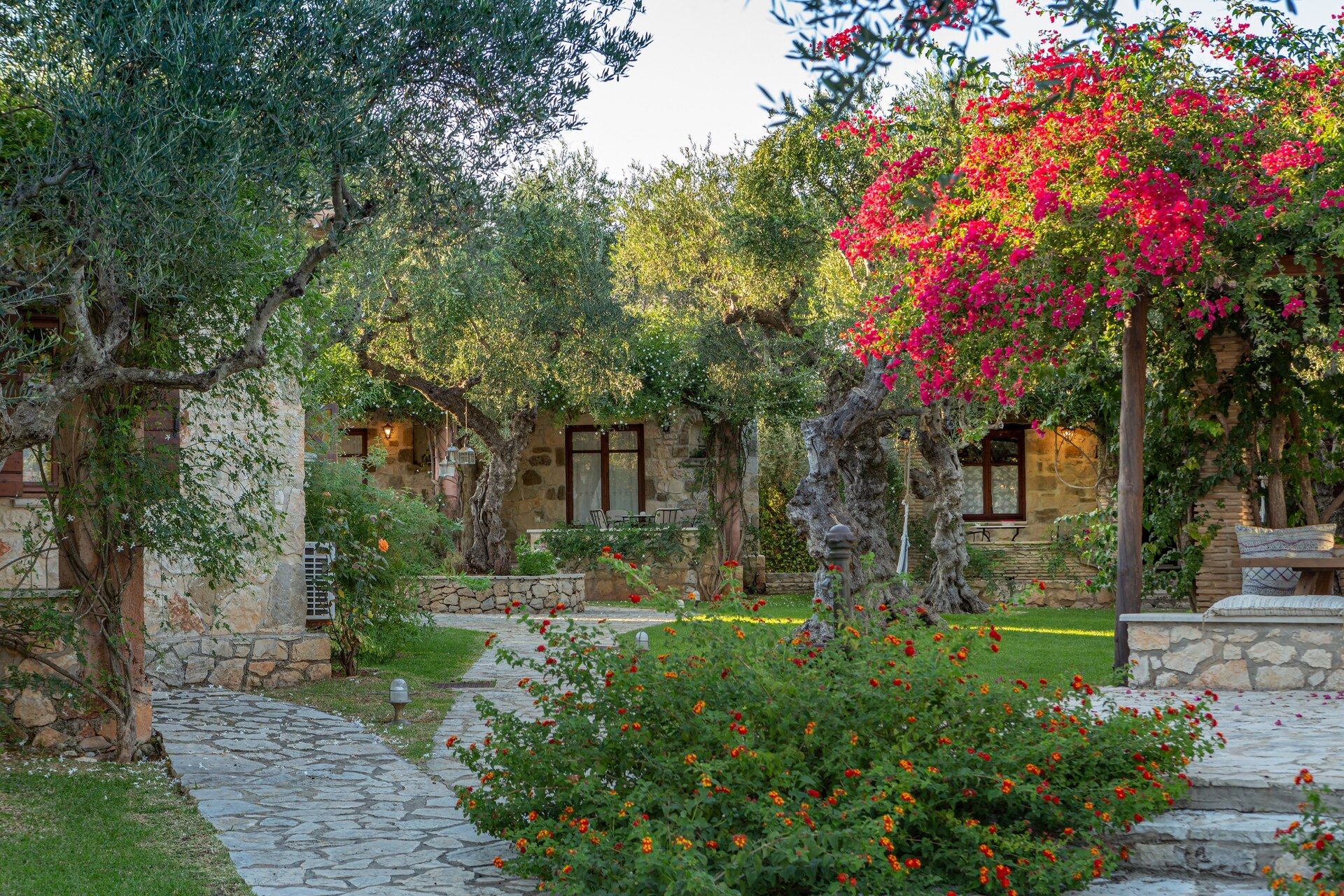 A garden path between olive trees and flowering bougainvillea