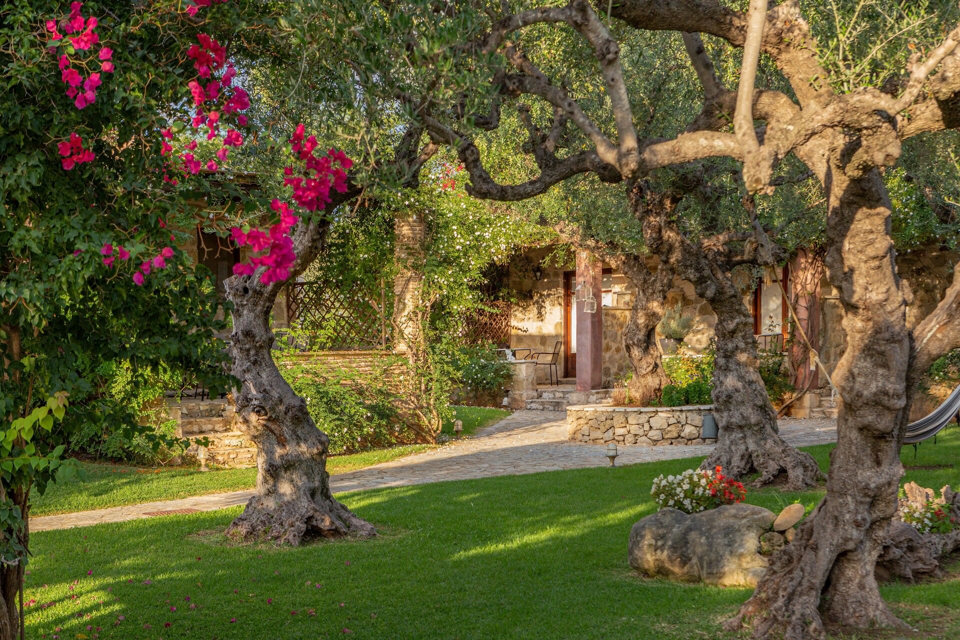 Old olive trees and bougainvillea in the garden